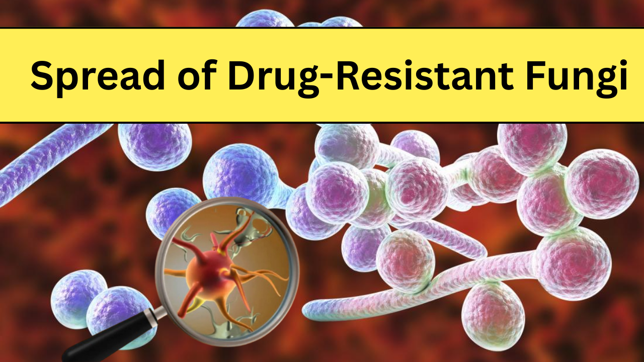 Scientists Warn Climate Change Is Fueling the Spread of Drug-Resistant Fungi